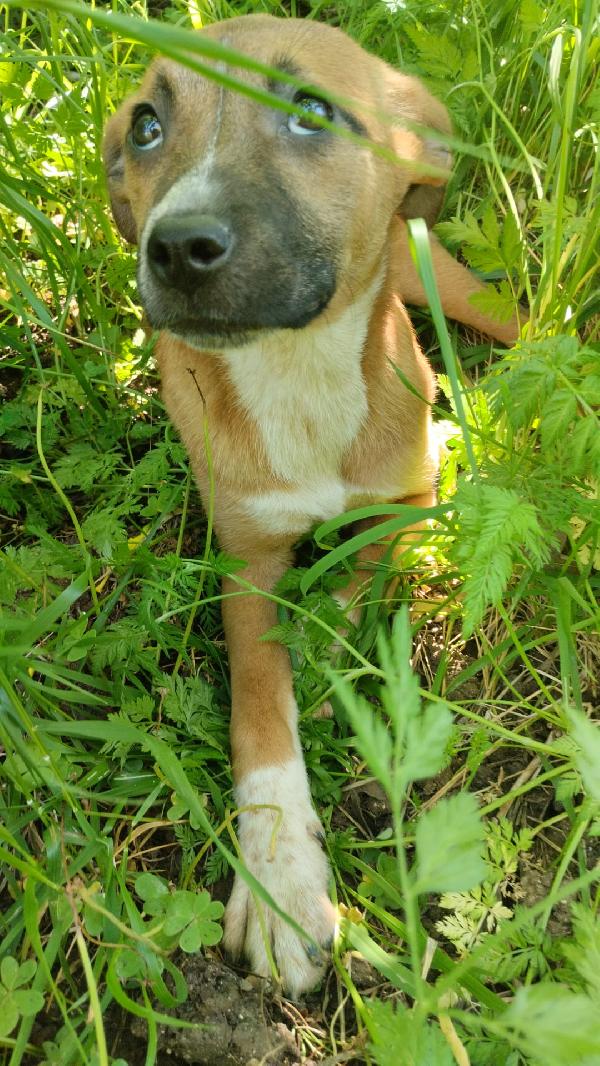 UMA SPLENDIDA DOLCE CUCCIOLA CERCA CASA  Foto 4